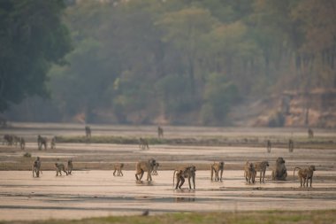 Sarı babun sürüsü çamur düzlüklerinde yürüyor.