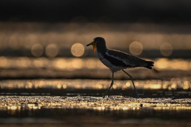 Suya karşı beyaz taçlandırılmış çamurlu kanat geçişi siluetleri