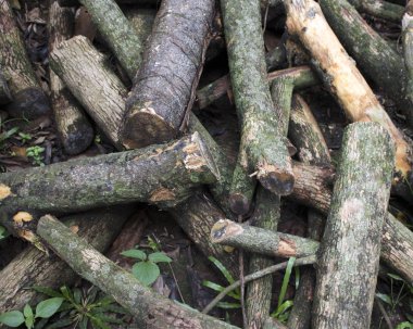 Ahşap yığılmış ağaç çim zeminde günlüğe kaydeder.