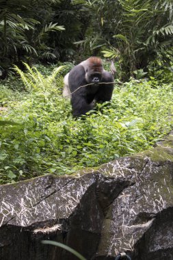 ormandaki yabani büyük tehlike altındaki goril 
