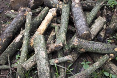 Ahşap yığılmış ağaç çim zeminde günlüğe kaydeder.