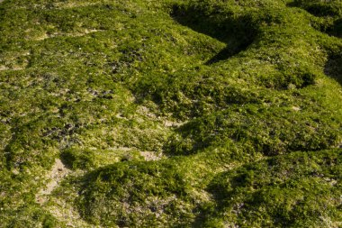 yeşil yosun beach arazi fotoğraf makro