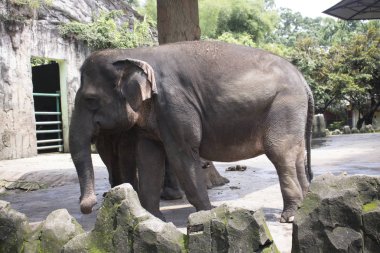 mutlu sevimli Endonezya fil bileşik kafeste