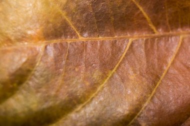 Renkli sonbahar yaprak makro fotoğraf yakın çekim