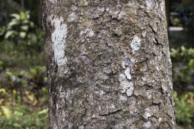 ahşap günlük ağaç doğa orman orman fotoğraf