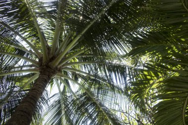 güzel hurma ağacının mavi gökyüzü ile düşük açılı görünüş 