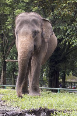 mutlu sevimli Endonezya fil bileşik kafeste