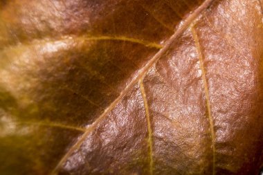 Renkli sonbahar yaprak makro fotoğraf yakın çekim