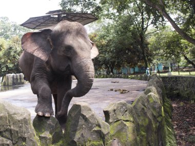 mutlu sevimli Endonezya fil bileşik kafeste