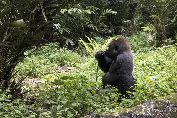 Grande Gorila Selvagem Ameaçado Extinção Habitat Natural Floresta — Fotografia de Stock