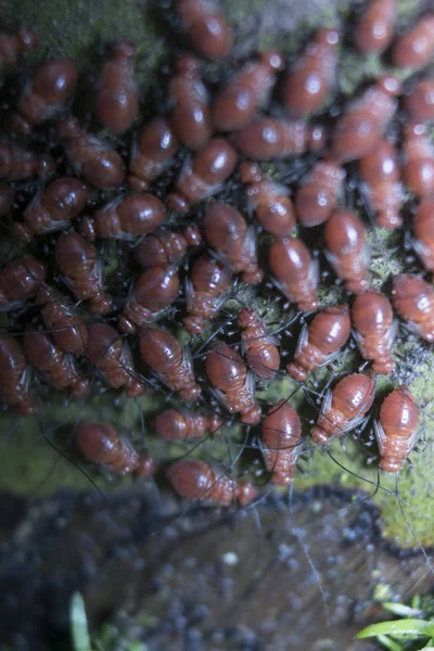 Pequeño Grupo Hormigas Rojas Árbol —  Fotos de Stock