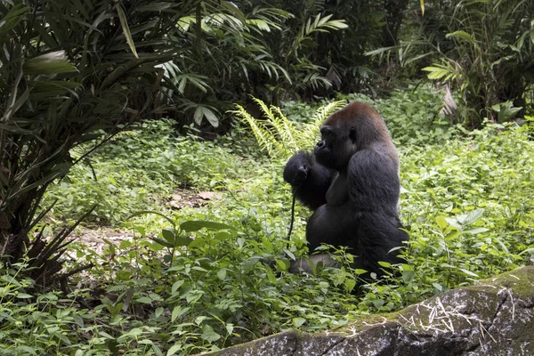 Grande Gorila Selvagem Ameaçado Extinção Habitat Natural Floresta — Fotografia de Stock
