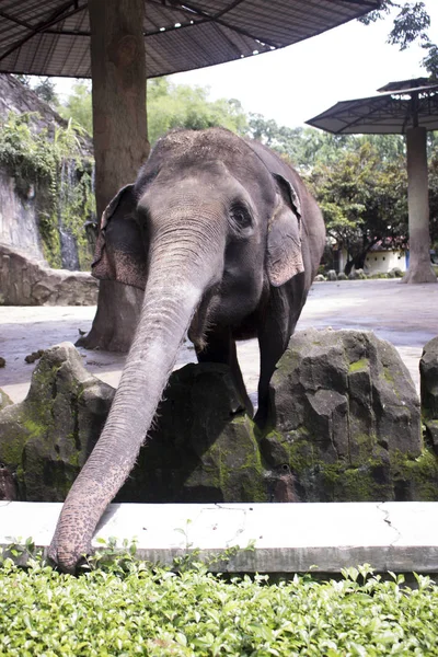 Glücklich Entzückender Indonesischer Elefant Zusammengesetzten Käfig — Stockfoto