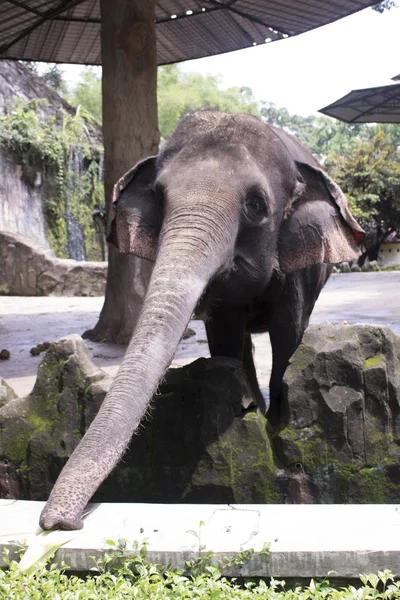 Glücklich Entzückender Indonesischer Elefant Zusammengesetzten Käfig — Stockfoto