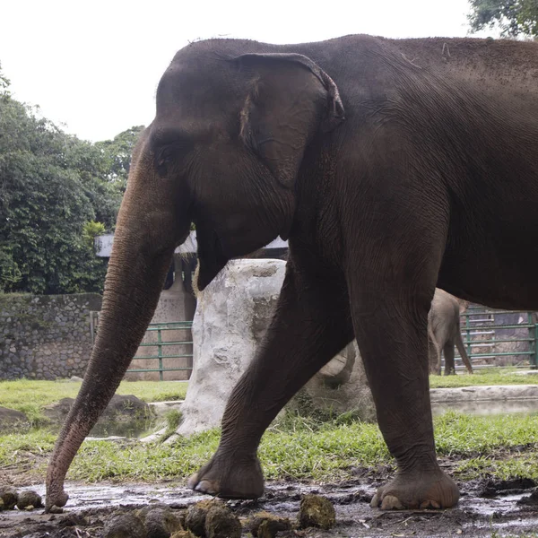 Elefante Adorable Feliz Indonesia Jaula Compuesta — Foto de Stock