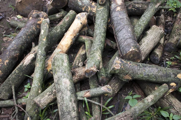 Ahşap yığılmış ağaç çim zeminde günlüğe kaydeder.