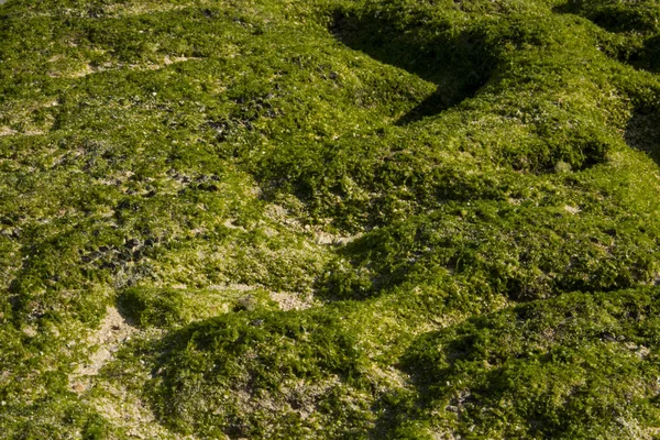 绿色苔藓海滩地形照片宏 — 图库照片