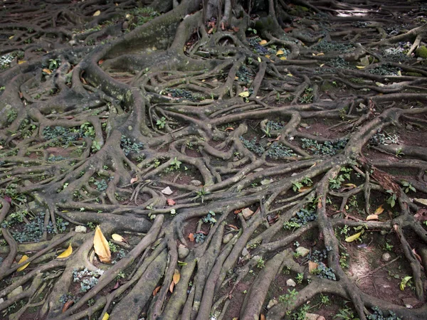木の根の葉枝成長ジャングル — ストック写真
