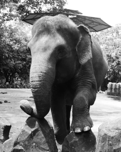 Glücklich Entzückender Indonesischer Elefant Zusammengesetzten Käfig — Stockfoto