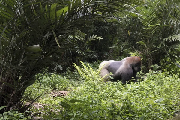 Grande Gorila Selvagem Perigo Floresta — Fotografia de Stock