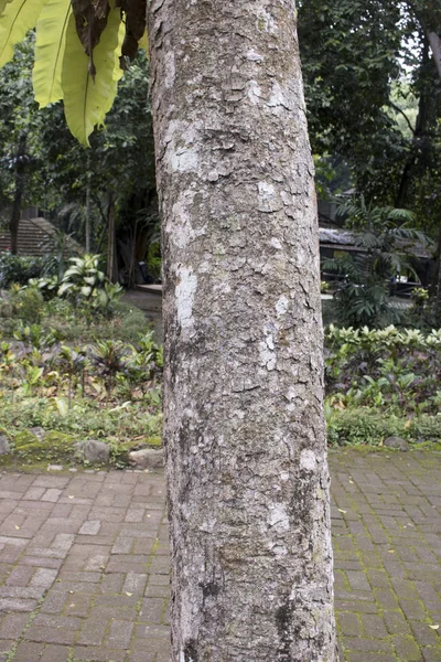 Houten Log Boom Natuur Bos Jungle Foto — Stockfoto