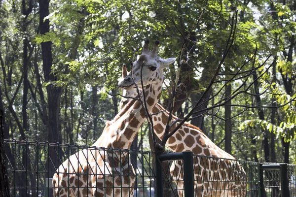 Dois Girafa Emaranhado Pescoço Dentro Composto Zoológico — Fotografia de Stock