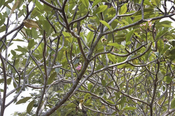 Grünes Laub Bäumen Regenwald Als Hintergrund — Stockfoto