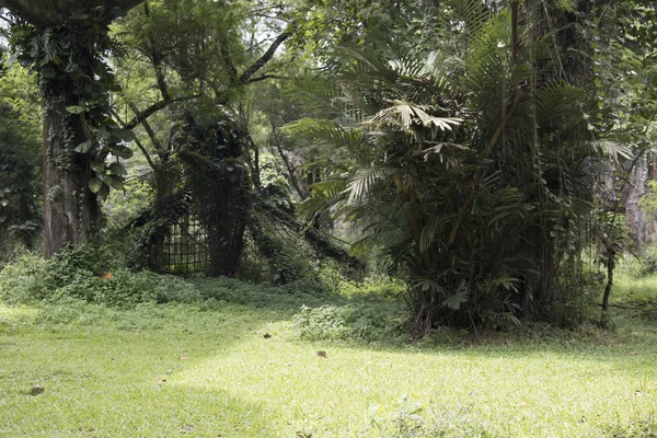 Forêt Avec Arbre Maison Feuille Branche Pousser Jungle Forêt — Photo