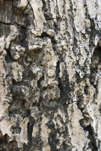 Ξύλινες Ημερολόγιο Δέντρο Φύση Βρύα Άγριο Δάσος — Φωτογραφία Αρχείου