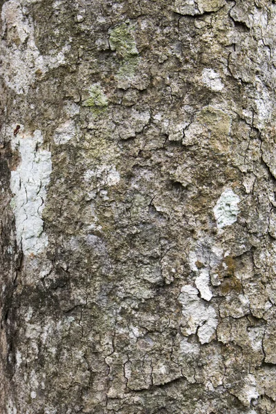 Legno Albero Tronco Natura Foresta Giungla Foto — Foto Stock