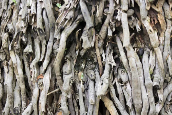 Vue Rapprochée Des Racines Sur Arbre Dans Forêt — Photo