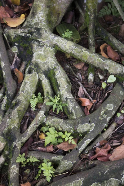 Arbre Racines Feuille Branche Croître Jungle Forêt — Photo