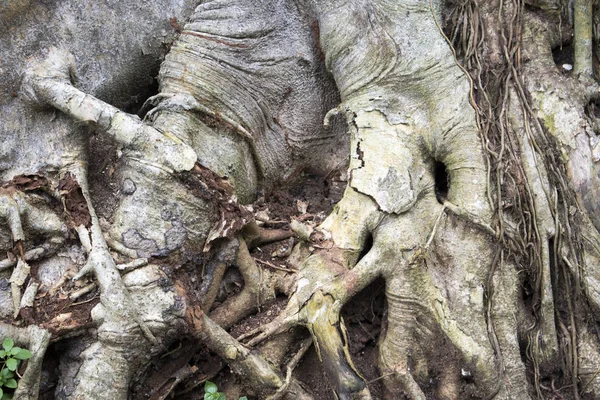 林中树根的特写视图 — 图库照片