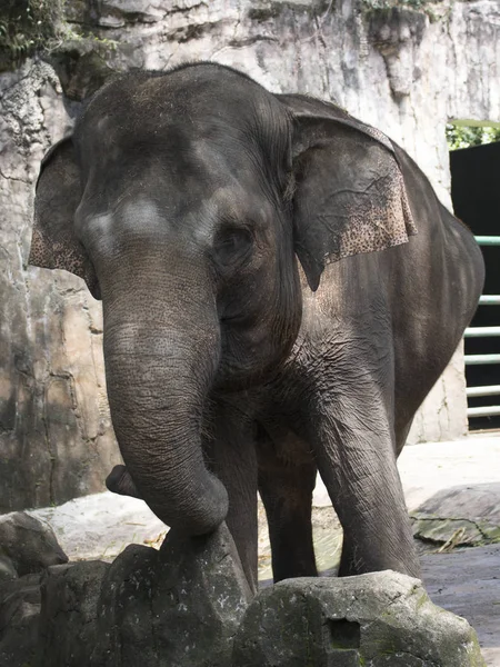 Elefante Indonésia Adorável Feliz Gaiola Composta — Fotografia de Stock