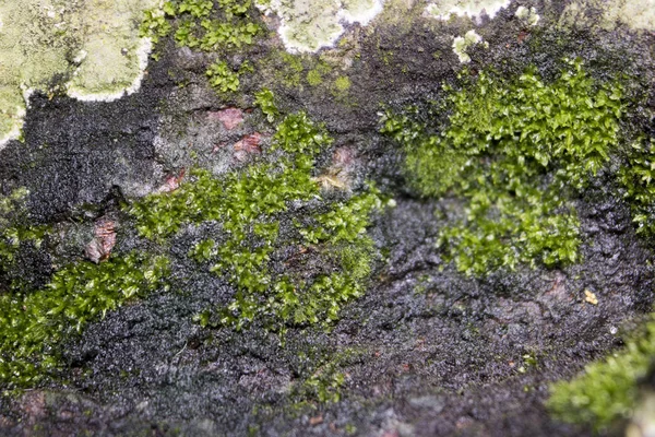 Mousse Sur Arbre Dans Forêt — Photo