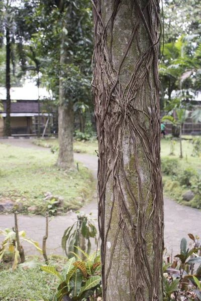Árvore Raízes Folha Ramo Crescer Selva Floresta — Fotografia de Stock