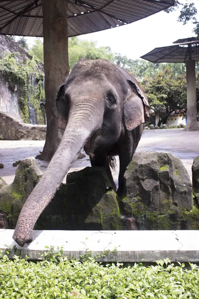 Glücklich Entzückender Indonesischer Elefant Zusammengesetzten Käfig — Stockfoto