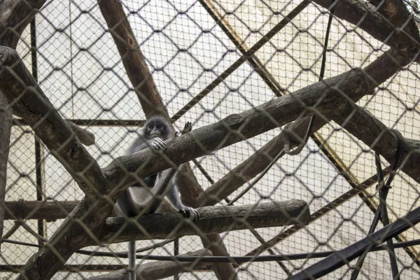 sad funny monkey inside cage endangered species