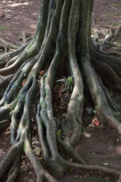 Raíces Selva Natural Fresca Suelo —  Fotos de Stock