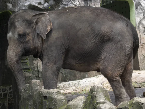 Elefante Indonésia Adorável Feliz Gaiola Composta — Fotografia de Stock