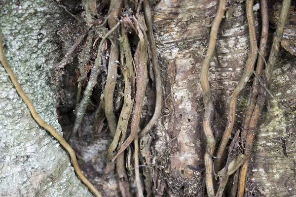 フォレスト内のツリーの根の表示を閉じる — ストック写真