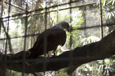 Mahkum. Kartal kafesin içine kapatın. Sığ derinlik-in tarla