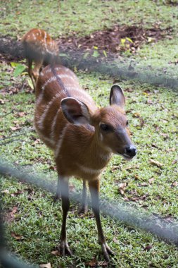 Sambar geyiği Cervus unicolour Hayvanat Bahçesi kafeste