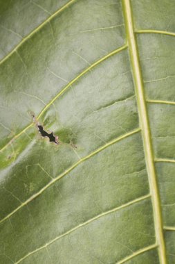 Kuru dal ağacın tek yeşil yaprağı