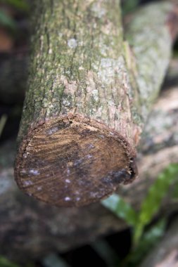 Ahşap yığılmış ağaç çim zeminde günlüğe kaydeder.