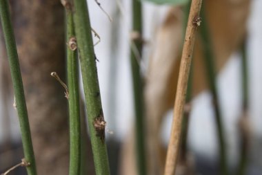Kuru dal ağacın tek yeşil yaprağı