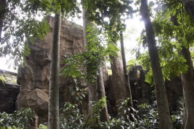 taze yeşil ağaç doğal yağmur ormanları orman temalı