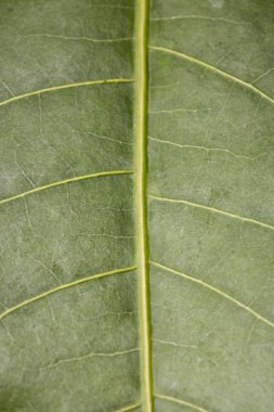 Kuru dal ağacın tek yeşil yaprağı