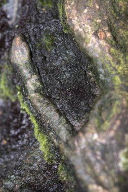 Ormandaki bir ağaçta yosun.