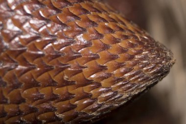 Salacca zalacca meyve makro detay fotoğraf